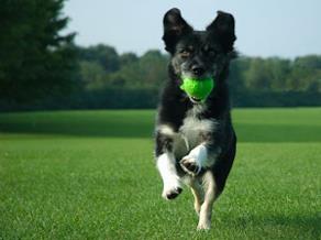 Returning tennis ball!